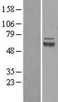 Defensin alpha 5 Overexpression Lysate