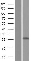 MBP Overexpression Lysate