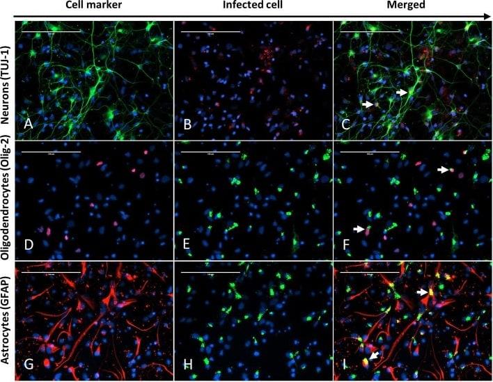Newcastle Disease Virus (NDV) Antibody (6H12) - BSA Free