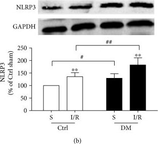 NLRP3/NALP3 Antibody - BSA Free
