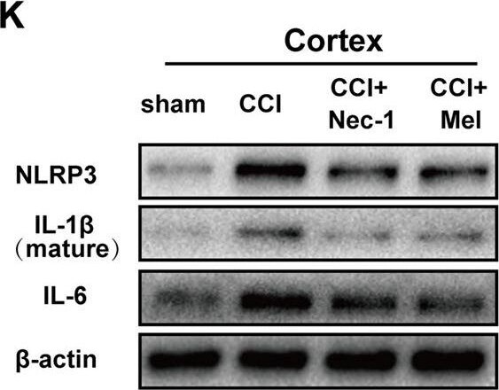 NLRP3/NALP3 Antibody - BSA Free