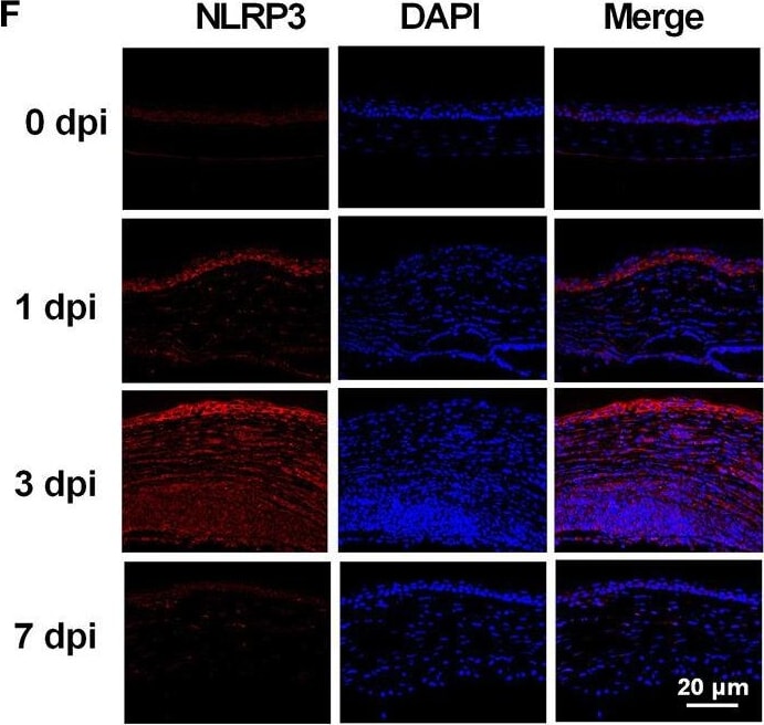 NLRP3/NALP3 Antibody - BSA Free
