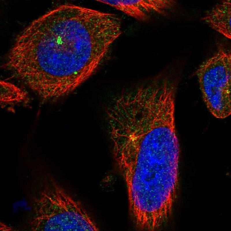 CCP110 Antibody - BSA Free Immunocytochemistry/ Immunofluorescence: CCP110 Antibody [NBP2-13073]