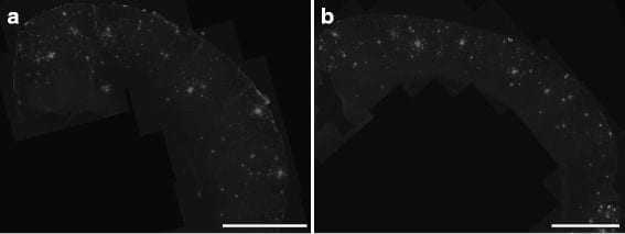 beta Amyloid Antibody (MOAB-2) - BSA Free
