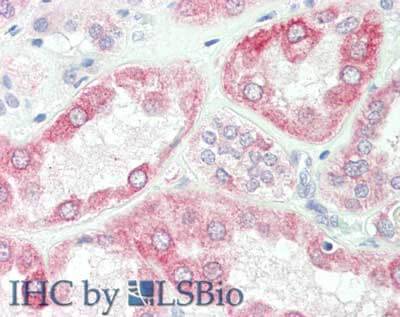 SPRY2 Antibody