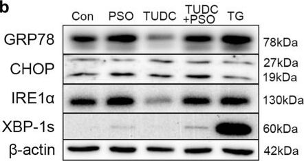 GADD153/CHOP Antibody - BSA Free