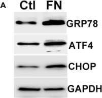 GADD153/CHOP Antibody - BSA Free