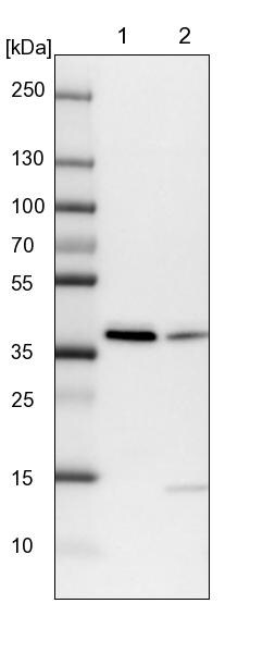 RALY Antibody - BSA Free Western Blot: RALY Antibody - BSA Free [NBP2-13201]