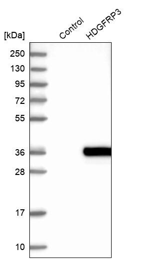 HDGFRP3 Antibody - BSA Free Western Blot: HDGFRP3 Antibody - BSA Free [NBP2-13246]