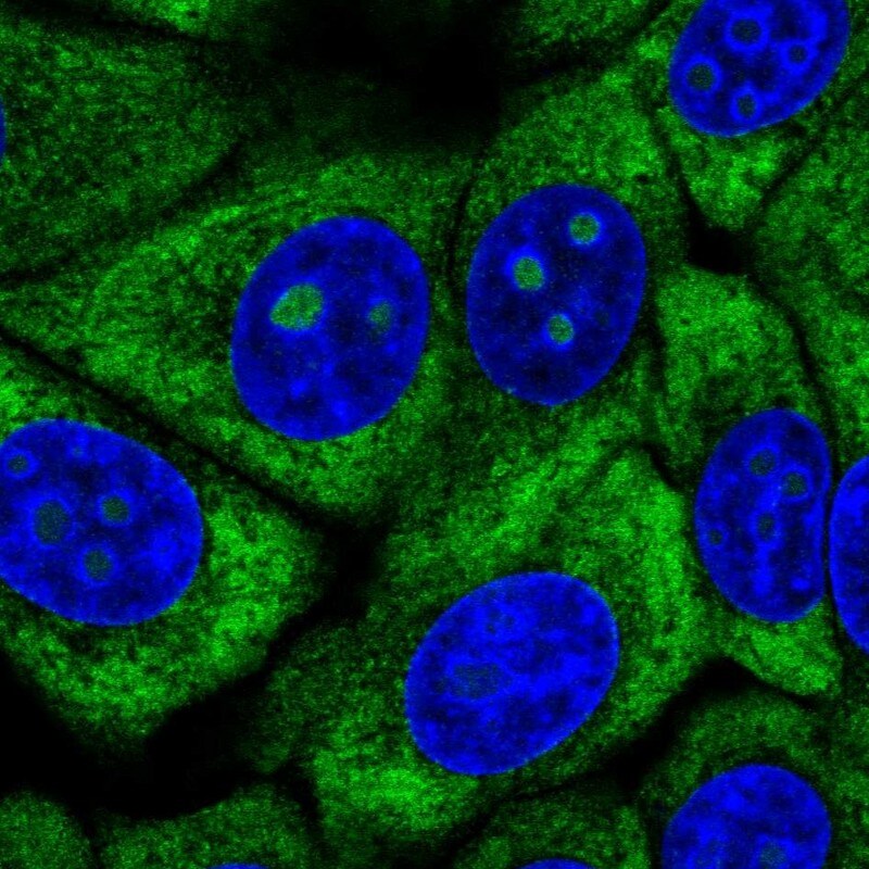 RPL13 Antibody - BSA Free Immunocytochemistry/ Immunofluorescence: RPL13 Antibody - BSA Free [NBP2-13250]