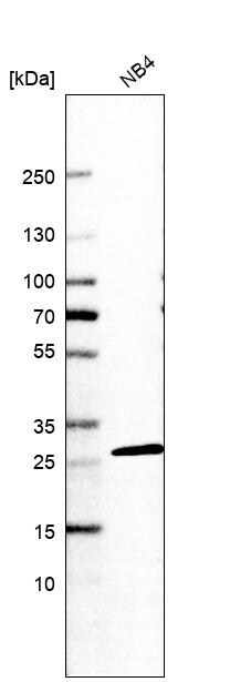 RPL13 Antibody - BSA Free Western Blot: RPL13 Antibody - BSA Free [NBP2-13250]