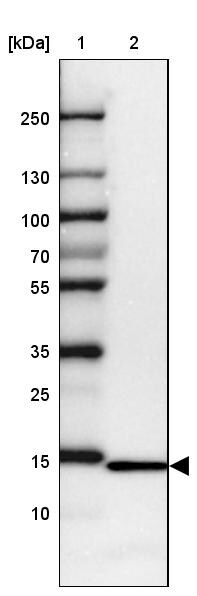 RPL36 Antibody - BSA Free Western Blot: RPL36 Antibody - BSA Free [NBP2-13255]