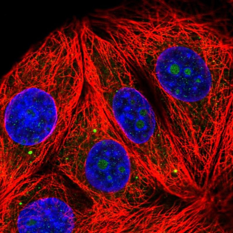 RPL7A Antibody - BSA Free Immunocytochemistry/ Immunofluorescence: RPL7A Antibody - BSA Free [NBP2-13258]
