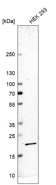 RPS11 Antibody - BSA Free Western Blot: RPS11 Antibody - BSA Free [NBP2-13262]
