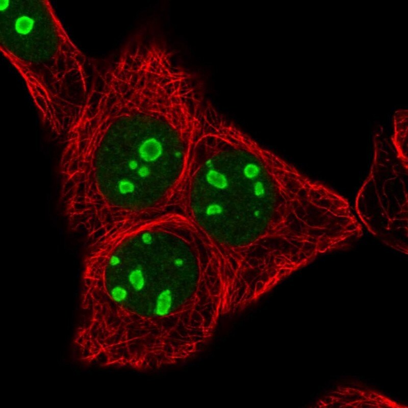 RRN3 Antibody - BSA Free Immunocytochemistry/ Immunofluorescence: RRN3 Antibody - BSA Free [NBP2-13267]