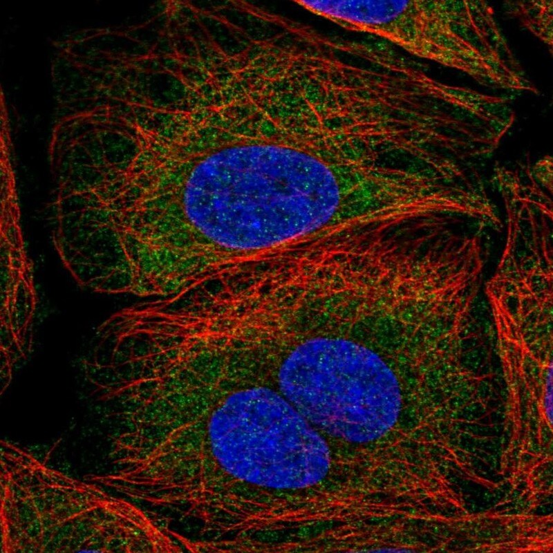 SAV1 Antibody - BSA Free Immunocytochemistry/ Immunofluorescence: SAV1 Antibody - BSA Free [NBP2-13282]