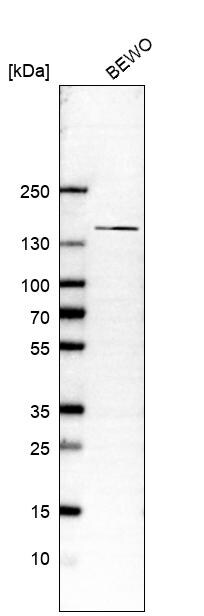 SBF2 Antibody - BSA Free Western Blot: SBF2 Antibody - BSA Free [NBP2-13283]