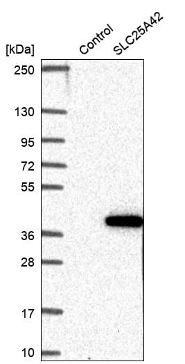 SLC25A42 Antibody - BSA Free Western Blot: SLC25A42 Antibody - BSA Free [NBP2-13325]