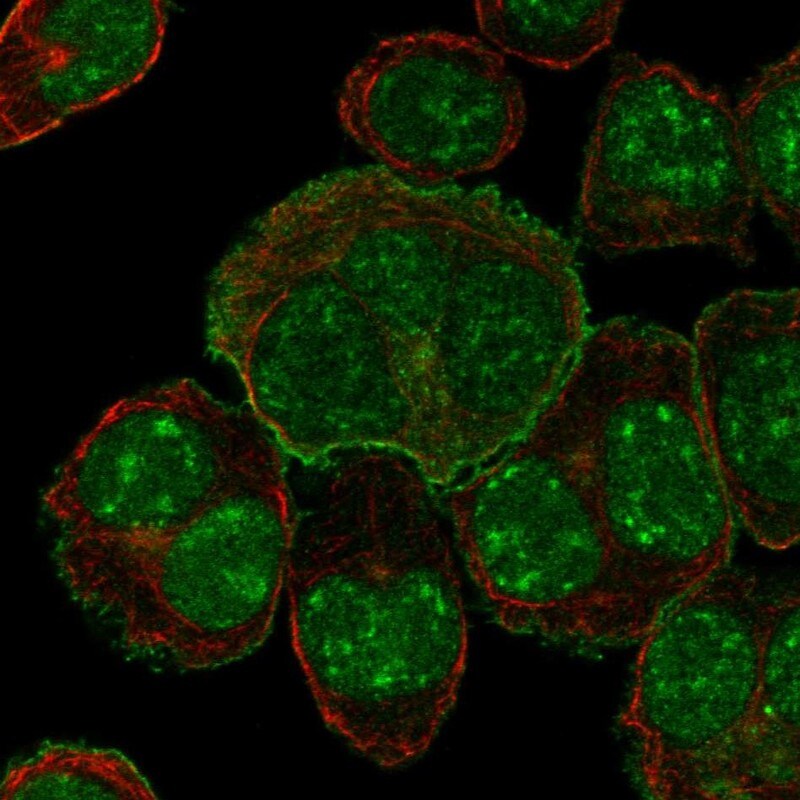 SLC34A1 Antibody - BSA Free Immunocytochemistry/ Immunofluorescence: SLC34A1 Antibody - BSA Free [NBP2-13328]