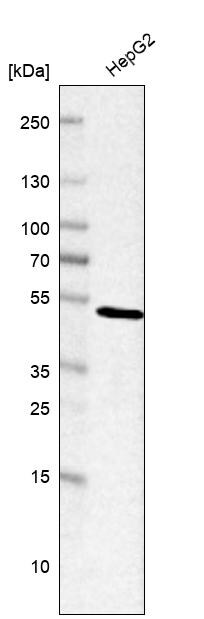 Snx6 Antibody - BSA Free Western Blot: Snx6 Antibody - BSA Free [NBP2-13361]