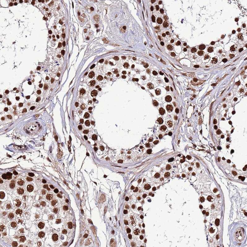 ARS2 Antibody - BSA Free Immunohistochemistry: ARS2 Antibody - BSA Free [NBP2-13382]
