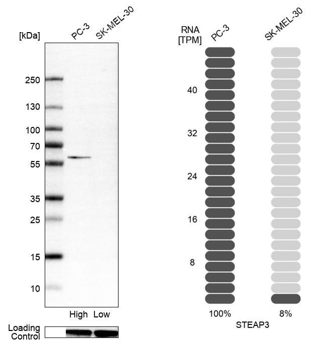 STEAP3/TSAP6 Antibody - BSA Free Western Blot: STEAP3/TSAP6 Antibody - BSA Free [NBP2-13395]