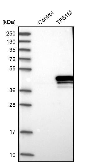 TFB1M Antibody - BSA Free Western Blot: TFB1M Antibody - BSA Free [NBP2-13429]