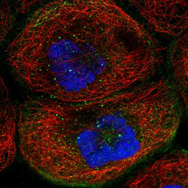 TMEM63B Antibody - BSA Free Immunocytochemistry/ Immunofluorescence: TMEM63B Antibody [NBP2-13455]