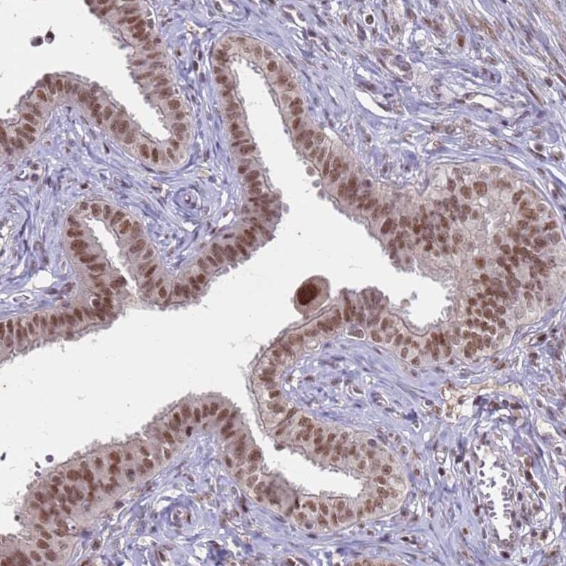 CGI-09 Antibody - BSA Free Immunohistochemistry: CGI-09 Antibody - BSA Free [NBP2-13486]