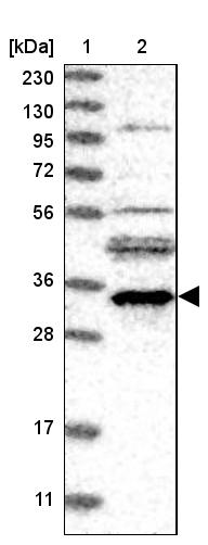 EMC2 Antibody - BSA Free Western Blot: EMC2 Antibody - BSA Free [NBP2-13490]