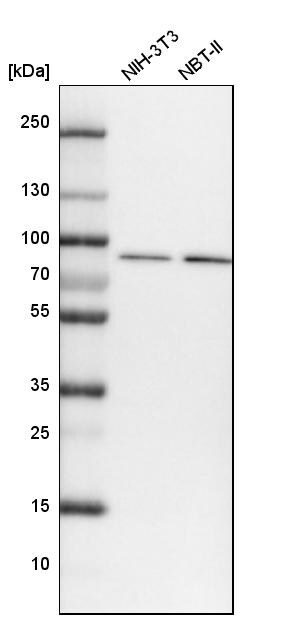 VPS35 Antibody - BSA Free Western Blot: VPS35 Antibody - BSA Free [NBP2-13517]