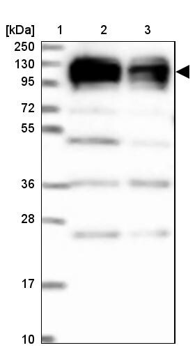 XRN2 Antibody - BSA Free Western Blot: XRN2 Antibody - BSA Free [NBP2-13529]