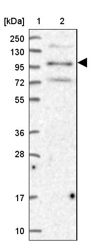 ZBED4 Antibody - BSA Free Western Blot: ZBED4 Antibody - BSA Free [NBP2-13531]