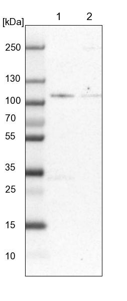 ZBED4 Antibody - BSA Free Western Blot: ZBED4 Antibody - BSA Free [NBP2-13531]