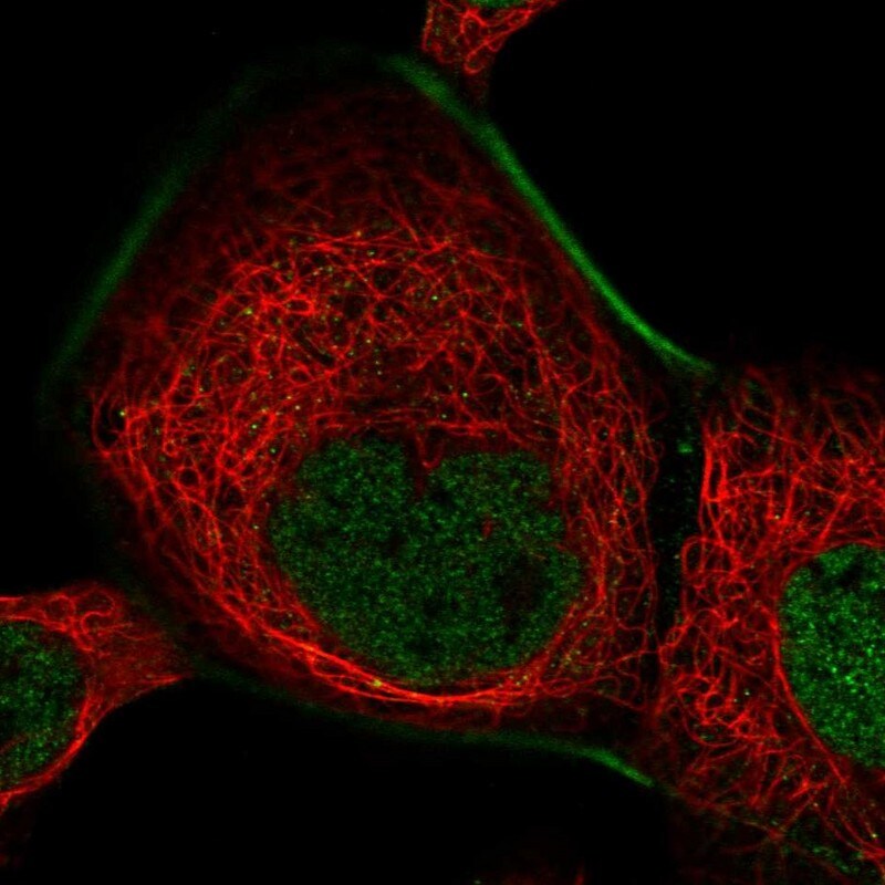 ZFP62 Antibody - BSA Free Immunocytochemistry/ Immunofluorescence: ZFP62 Antibody - BSA Free [NBP2-13547]