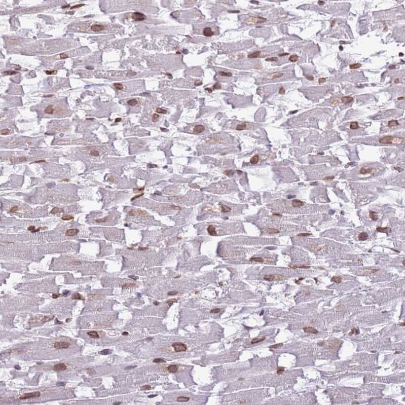 ZGLP1 Antibody - BSA Free Immunohistochemistry: ZGLP1 Antibody - BSA Free [NBP2-13548]