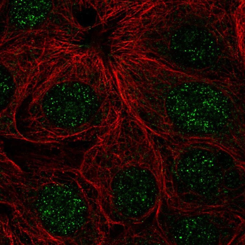 ZNF425 Antibody - BSA Free Immunocytochemistry/ Immunofluorescence: ZNF425 Antibody [NBP2-13572]