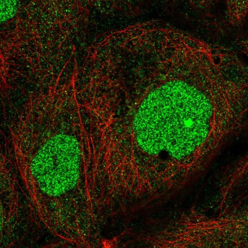 ZNF791 Antibody - BSA Free Immunocytochemistry/ Immunofluorescence: ZNF791 Antibody [NBP2-13597]
