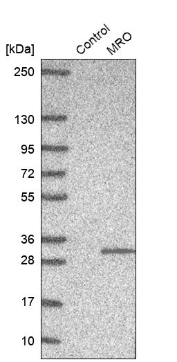 MRO Antibody - BSA Free Western Blot: MRO Antibody - BSA Free [NBP2-13608]