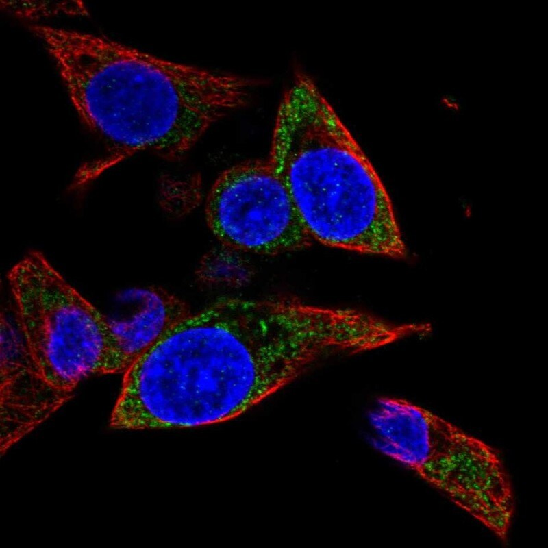 MRPL1 Antibody - BSA Free Immunocytochemistry/ Immunofluorescence: MRPL1 Antibody - BSA Free [NBP2-13609]