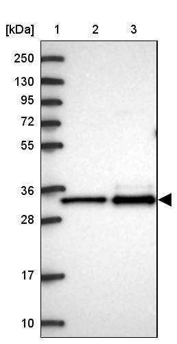 MRPL3 Antibody - BSA Free Western Blot: MRPL3 Antibody - BSA Free [NBP2-13613]