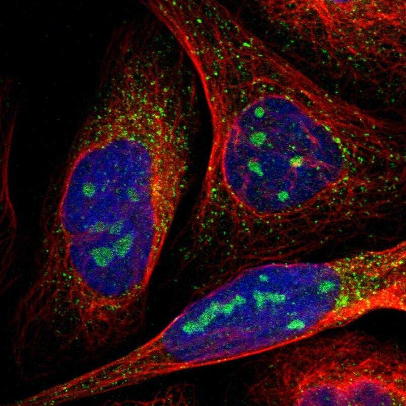 MYBBP1A Antibody - BSA Free Immunocytochemistry/ Immunofluorescence: MYBBP1A Antibody - BSA Free [NBP2-13630]