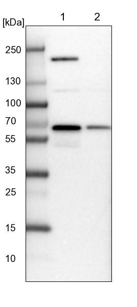 NARS Antibody - BSA Free Western Blot: NARS Antibody - BSA Free [NBP2-13640]