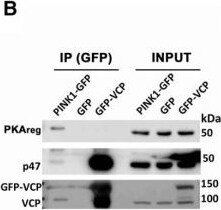 NSFL1C Antibody