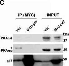 NSFL1C Antibody