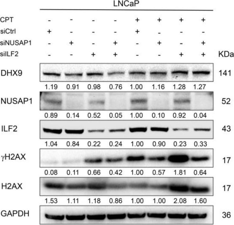 NUSAP1 Antibody - BSA Free