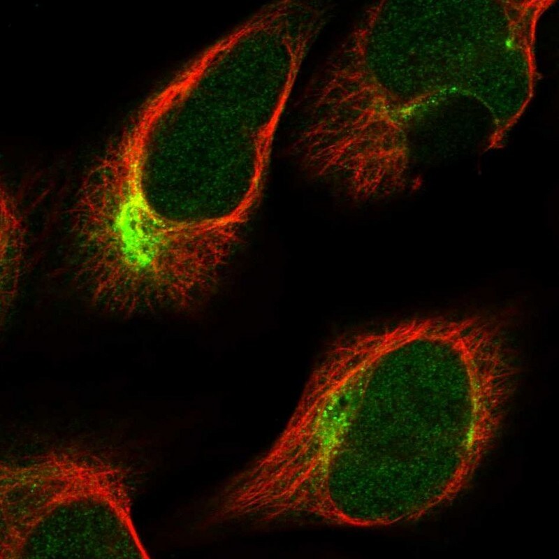 PKN2 Antibody - BSA Free Immunocytochemistry/ Immunofluorescence: PKN2 Antibody [NBP2-13766]