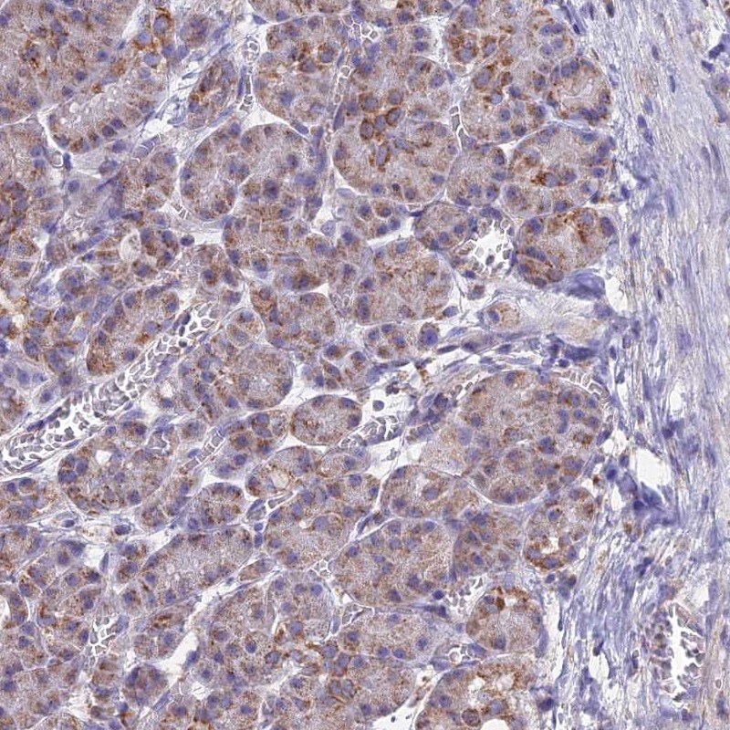 CS Citrate Synthase Antibody - BSA Free Immunohistochemistry-Paraffin: CS Citrate Synthase Antibody [NBP2-13877]