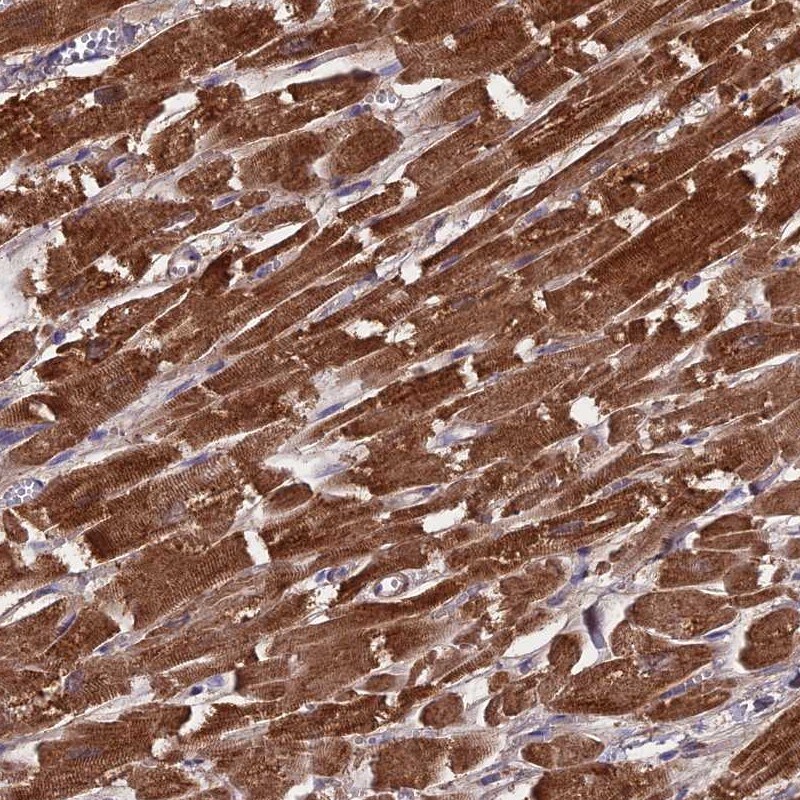 CS Citrate Synthase Antibody - BSA Free Immunohistochemistry-Paraffin: CS Citrate Synthase Antibody [NBP2-13877]