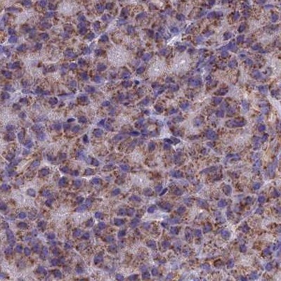 CS Citrate Synthase Antibody - BSA Free Immunohistochemistry-Paraffin: CS Citrate Synthase Antibody [NBP2-13878]